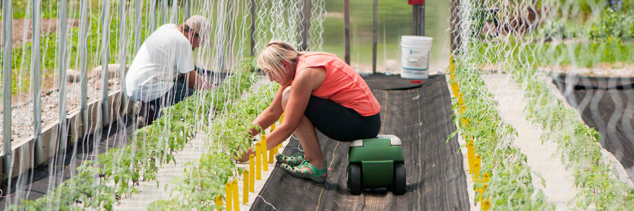 Two people trellising tomatoes in a high tunnel.